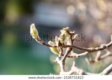 white magnolia bud close up, macro photograph of a budding magnolia branch, furry bud with a flower just about to come out, springtime rebirth of nature up close, portrait of a bud february Royalty-Free Stock Photo #2108731823