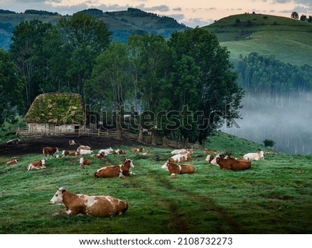 Foggy morning in Dumesti,Apuseni Mountains,cows resting and sunrays 