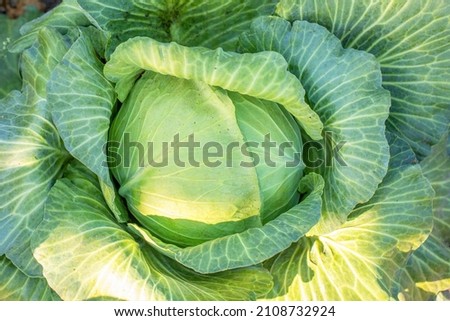Fresh green juicy cabbage in the garden. Natural background