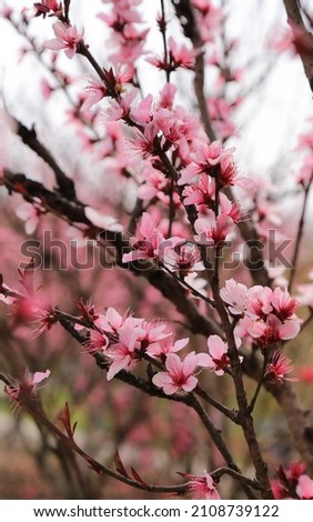 A vertical closeup of the cherry blossom flowers  Selected focus 