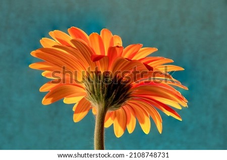 Closeup of colorful backlit Gerbera Daisy blossom with vibrant orange and yellow petals. Flower isolated on soft blue background with copy space above flower. Royalty-Free Stock Photo #2108748731