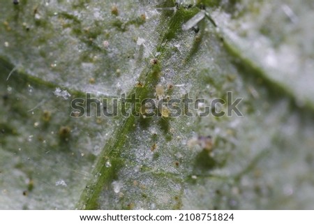 Neoseiulus Amblyseius californicus - macro picture of predatorymite agaist spider mite.
