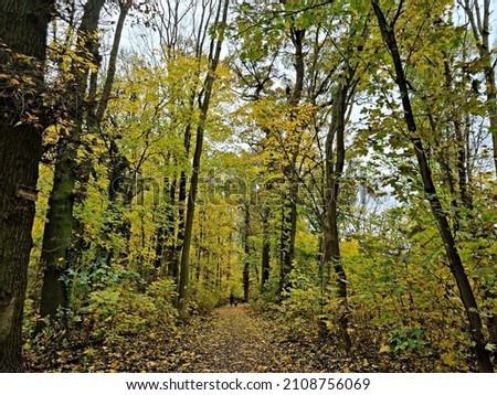 path in the forest covered with leaves
