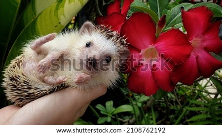 A lovely african pygmy hedgehog looking camera on owner hand