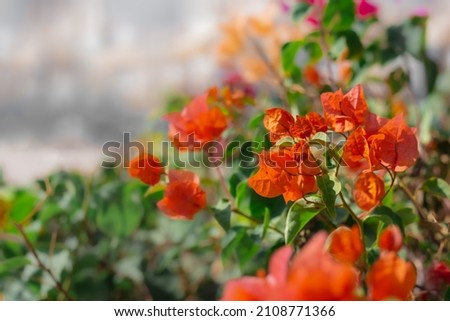  Tropical island resort beach flowers bushes. Red exotic flowers.Red orange Bougainvillea african plant