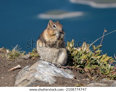 Squirrel in Banff National Park, Alberta, Canada.