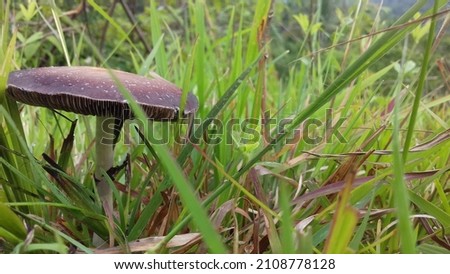 This mushroom picture was found in the forest in one of the villages called Hard Air Indonesia. This mushroom is a very beautiful brown color