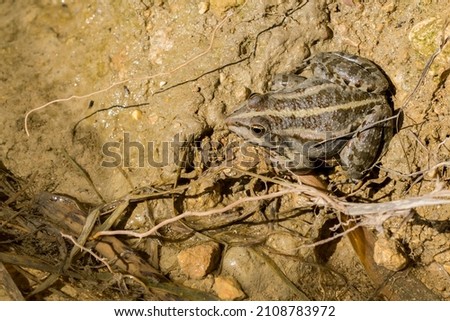 Levant Water Frog or Bedriaga's Frog, Pelophylax bedriagae, resting on mud in small fresh water pool in Gozo, Malta  Alien species in Maltese Islands 