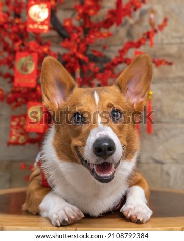 a male corgi pembroke welsh photoshoot pet photography studio isolated with blue background Chinese New year theme dress and decoration