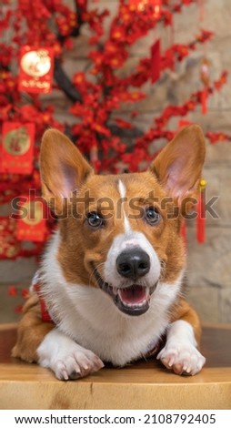 a male corgi pembroke welsh photoshoot pet photography studio isolated with blue background Chinese New year theme dress and decoration