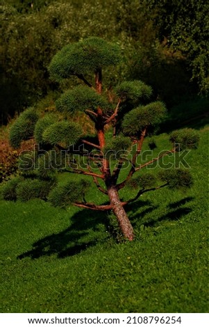 
tree in summer nature beauty