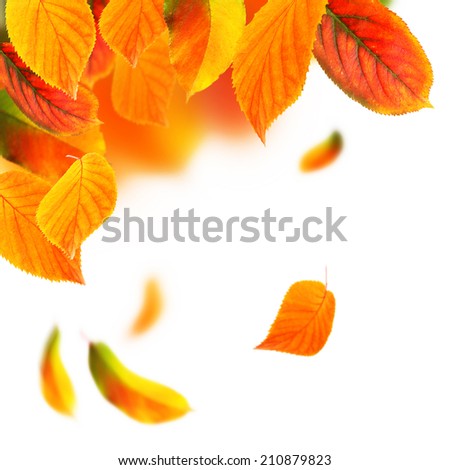 Vivid autumn leaves