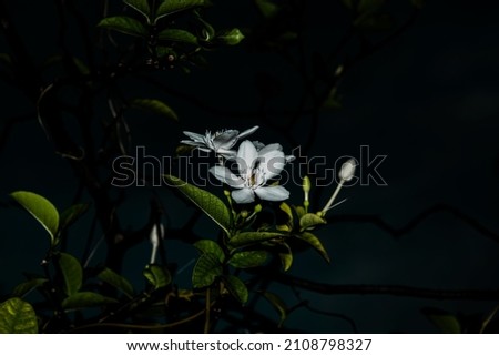Photograph of white flowers on a black background