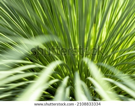 Natural green leaves plants, Beautiful nature view of green leaf environment ecology greenery, Green leaves pattern background, Natural background, Nature texture background.