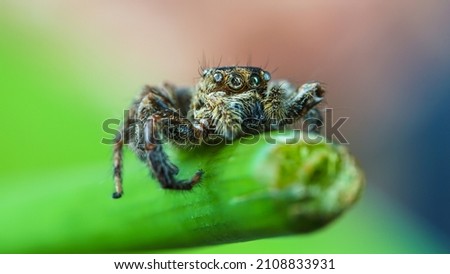 spider on tree leaf background, macro spider on leaf, animal in wild, lurking on a leaf, Grey-Wall Jumping Spider