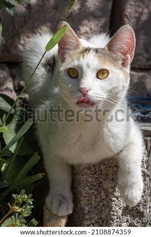 A Beautiful young white black and red cat with big yellow eyes is outside in the sunny summer day. Vertical