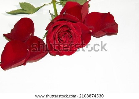 love with the beautiful rose petals close up on the white background