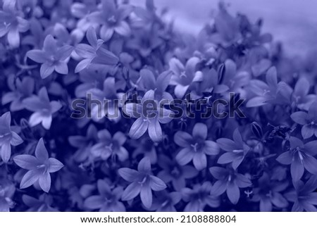 Small flowers in a flower bed in the garden in the trend color of 2022. Side view.