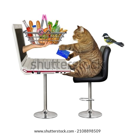 A beige cat with a credit card  near a laptop orders groceries online. White background. Isolated.
