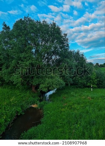 Summer stream on the background of trees