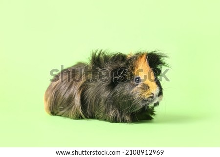 Cute guinea pig on green background
