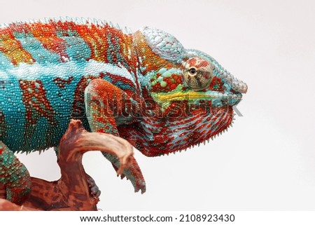 Head of chameleon panther image on grey background, Beautiful skin of chameleon panther, chameleon panther on branch