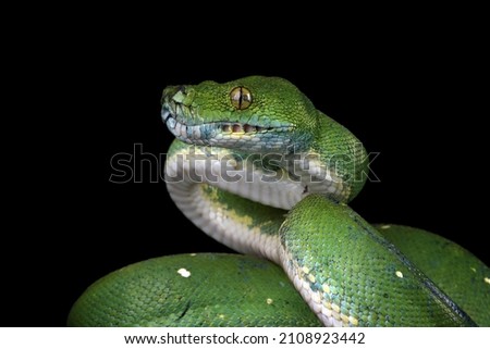 Green tree python snake on branch ready to attack, Chondropython viridis snake closeup with black background, Morelia viridis snake 