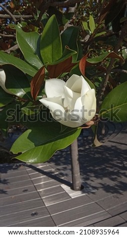 White large flower on branch of the evergreen Southern Magnolia (Magnolia Grandiflora) with green leaves on blurred background. Selective focus. Close-up. City Park "Krasnodar". Summer 2021.