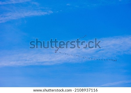 background orginal flock of black birds in the sky on a white background texture for artwork