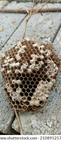 a picture of a beehive in the wild