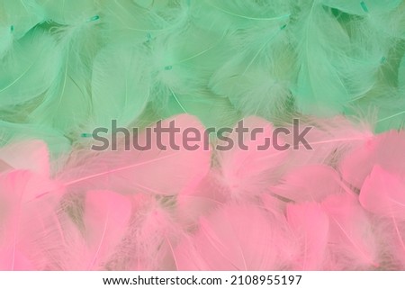 Abstract Beautiful two-tone background of lightweight soft green and pink bird feathers, flat lay 