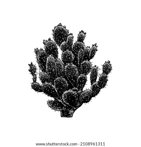 prickly pear cactus hand drawing vector illustration isolated on white background Royalty-Free Stock Photo #2108961311