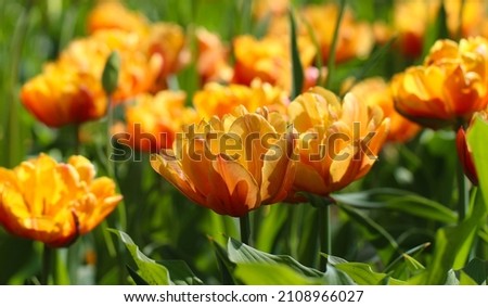 Spring blossoming yellow tulips, bokeh flower background with  selective focus, large format