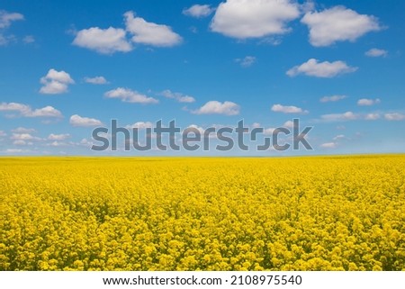 Rapeseed, yellow canola field in spring. Flowering Brassica Napus plant. Beautiful landscape with large rapeseed field against blue sky on sunny day. Agriculture industry. Nature scenery Wallpaper