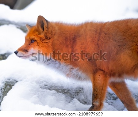 Red Fox (Vulpes vulpes) on the winter forest, with white snow and stones. Orange fur coat animal hunting. Wildlife scene