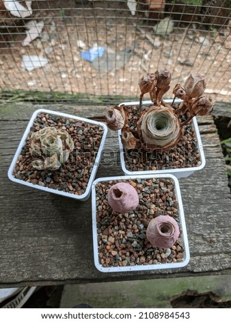 Picture of three types of colorful mountain roses greenovia and hierro succulent plants from the top view arranged on an old board with a slightly blurred background of wire and visible soil.