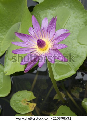 Lotus blossoms blooming on pond