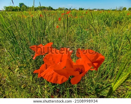 poppy in the grass , Digital created image Picture