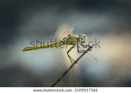 Yellow Dragonfly view on branch. (Sympetrum fonscolombii) Royalty-Free Stock Photo #2109017366
