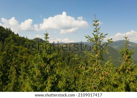 Green conifer trees in mountains on sunny day. Drone photography