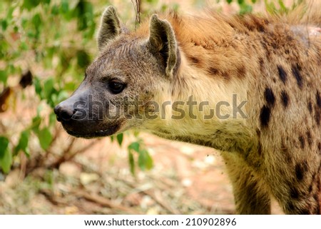 Spotted Hyena looking to something 