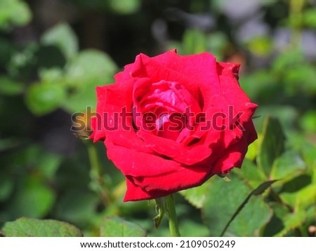 Red roses on natural background in the garden