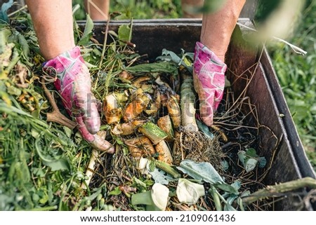 gardener's hands in gardening gloves are sorting through compost heap with humus, in backyard. Recycling natural product waste into compost heap to improve soil fertility. Processing agricultural wast Royalty-Free Stock Photo #2109061436