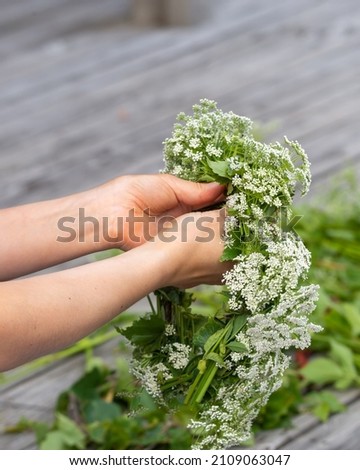 Woman holding white flowers, creating flower wreath. Preparation for midsummer, a Swedish feast and tradition in June. Vertical photography, blurred bokeh background, copy space, place for text.