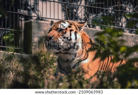 Close-up picture of a Siberian tiger in the zoo with leaves around. Beautiful and rare endangered wildcat on sunny day. 