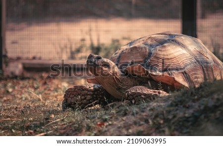 Horizontal picture of a Leopard tortoise in zoo on sunny day. Exotic adult reptile, Stigmochelys pardalis, wildlife, close-up.