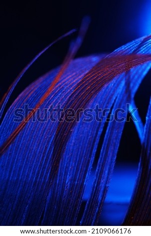 Selective clarity  blue feather image. Blurry abstract feather detail. Macro photography.