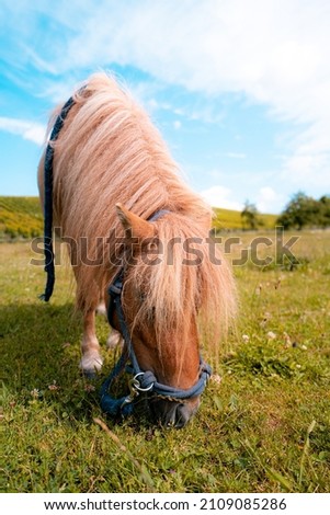 Picture of a Pony graze