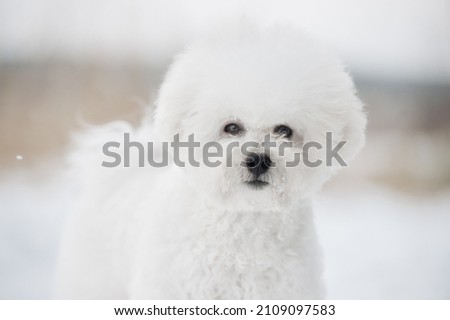 Bichon Frise in the snowy forest