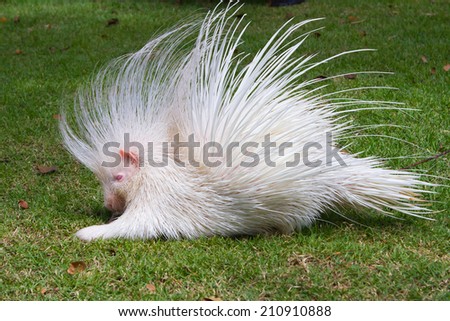White Porcupine 
